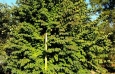 Katsura Tree